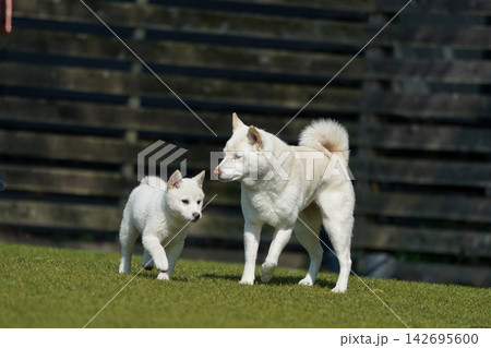 芝生のドッグランで一緒に過ごす柴犬の家族 芝生のドッグランで一緒に過ごす柴犬の家族 142695600