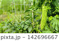 家庭菜園のツルに実った新鮮なゴーヤ 142696667