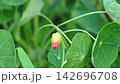 「ナスタチウムの蕾」「開花前のキンレンカ」「丸い葉とオレンジの蕾」 142696708