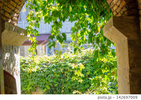 Ivy wild grapes green leaves in Tbilisi Georgia Ivy wild grapes green leaves in Tbilisi Georgia 142697009