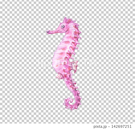 Pink seahorse isolated on white background. Hand drawn marine illustration of cute tropical underwater animal. Delicate detailed ocean creature character for design Pink seahorse isolated on white background. Hand drawn marine illustration of cute tropical underwater animal. Delicate detailed ocean creature character for design 142697251