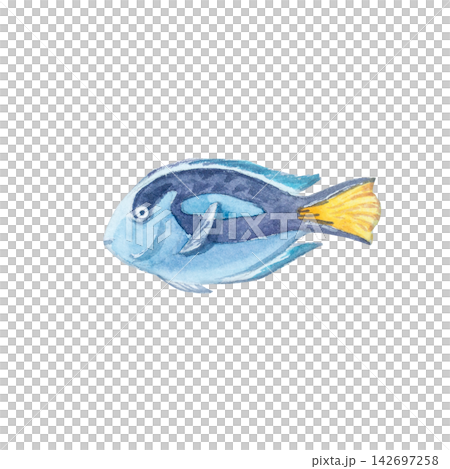 Blue tang fish isolated on white background. Hand drawn marine illustration of cute tropical surgeonfish underwater animal. Delicate detailed ocean creature character for design Blue tang fish isolated on white background. Hand drawn marine illustration of cute tropical surgeonfish underwater animal. Delicate detailed ocean creature character for design 142697258