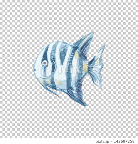 Watercolor striped angelfish isolated on white background. Hand drawn marine illustration of cute tropical convict tang underwater animal. Delicate detailed ocean creature character for design Watercolor striped angelfish isolated on white background. Hand drawn marine illustration of cute tropical convict tang underwater animal. Delicate detailed ocean creature character for design 142697259