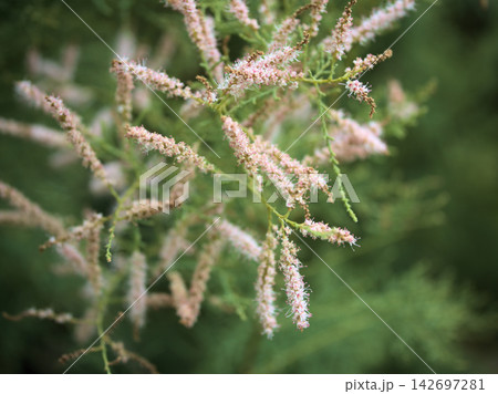 9月に咲いた可憐で小さなピンク色のギョリュウの花 9月に咲いた可憐で小さなピンク色のギョリュウの花 142697281