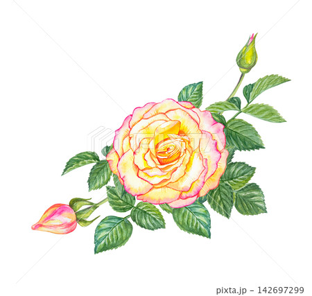 Watercolor pink and yellow rose bud on green leafy branch. Hand drawn botanical illustration isolated on white background. Realistic drawing of garden flower for floral design Watercolor pink and yellow rose bud on green leafy branch. Hand drawn botanical illustration isolated on white background. Realistic drawing of garden flower for floral design 142697299