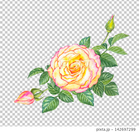 Watercolor pink and yellow rose bud on green leafy branch. Hand drawn botanical illustration isolated on white background. Realistic drawing of garden flower for floral design Watercolor pink and yellow rose bud on green leafy branch. Hand drawn botanical illustration isolated on white background. Realistic drawing of garden flower for floral design 142697299