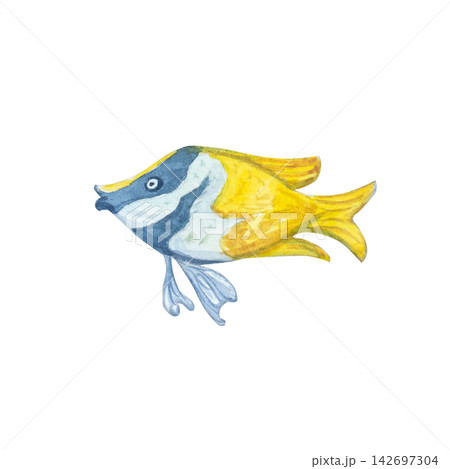 Yellow butterflyfish isolated on white background. Hand drawn marine illustration of cute tropical copperband chemon underwater animal. Delicate detailed ocean creature character for design 142697304