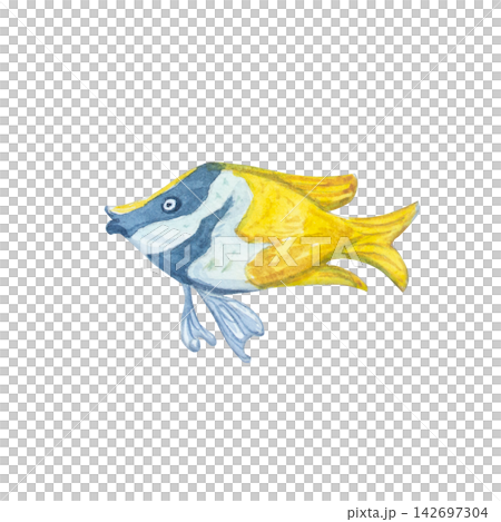 Yellow butterflyfish isolated on white background. Hand drawn marine illustration of cute tropical copperband chemon underwater animal. Delicate detailed ocean creature character for design 142697304