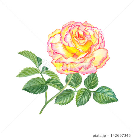 Yellow pink bicolor rose with flushed edges. Hand drawn watercolor botanical illustration isolated on white background. Realistic cream floral element Yellow pink bicolor rose with flushed edges. Hand drawn watercolor botanical illustration isolated on white background. Realistic cream floral element 142697346