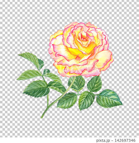 Yellow pink bicolor rose with flushed edges. Hand drawn watercolor botanical illustration isolated on white background. Realistic cream floral element Yellow pink bicolor rose with flushed edges. Hand drawn watercolor botanical illustration isolated on white background. Realistic cream floral element 142697346