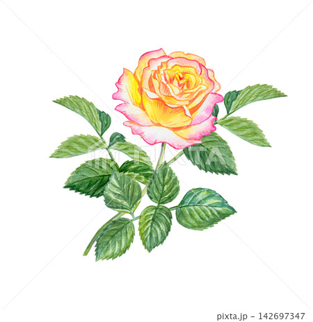 Botanical watercolor illustration of Peace rose. Hand drawn hybrid tea flower isolated on white background. Realistic detailed drawing for garden and nature design Botanical watercolor illustration of Peace rose. Hand drawn hybrid tea flower isolated on white background. Realistic detailed drawing for garden and nature design 142697347