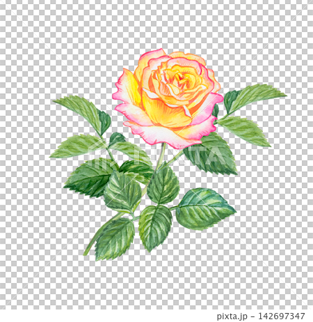 Botanical watercolor illustration of Peace rose. Hand drawn hybrid tea flower isolated on white background. Realistic detailed drawing for garden and nature design Botanical watercolor illustration of Peace rose. Hand drawn hybrid tea flower isolated on white background. Realistic detailed drawing for garden and nature design 142697347