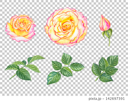 Watercolor set of pink and yellow roses Gloria Dei, bud and green leaves. Hand drawn botanical illustration isolated on white background. Watercolor set of pink and yellow roses Gloria Dei, bud and green leaves. Hand drawn botanical illustration isolated on white background. 142697391
