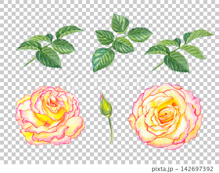 Watercolor set of pink and yellow roses, bud and green leaves. Hand drawn botanical illustration isolated on white background. Realistic detailed floral collection for design and patterns Watercolor set of pink and yellow roses, bud and green leaves. Hand drawn botanical illustration isolated on white background. Realistic detailed floral collection for design and patterns 142697392