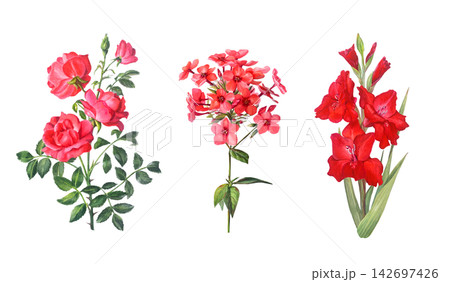 Watercolor red rose, phlox and gladiolus flower branch with green leaves and buds. Hand drawn botanical illustration isolated on white background. Realistic detailed drawing Watercolor red rose, phlox and gladiolus flower branch with green leaves and buds. Hand drawn botanical illustration isolated on white background. Realistic detailed drawing 142697426