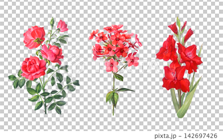 Watercolor red rose, phlox and gladiolus flower branch with green leaves and buds. Hand drawn botanical illustration isolated on white background. Realistic detailed drawing Watercolor red rose, phlox and gladiolus flower branch with green leaves and buds. Hand drawn botanical illustration isolated on white background. Realistic detailed drawing 142697426