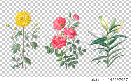 Watercolor yellow chrysanthemum, red rose and lily flower branch with green leaves and buds. Hand drawn botanical illustration isolated on white background. Realistic detailed drawing Watercolor yellow chrysanthemum, red rose and lily flower branch with green leaves and buds. Hand drawn botanical illustration isolated on white background. Realistic detailed drawing 142697427