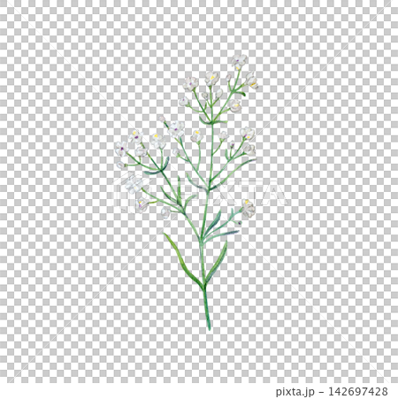 Watercolor white gypsophila flower branch. Hand drawn botanical illustration isolated on white background. Realistic detailed drawing of baby breath for wedding decor and floral compositions Watercolor white gypsophila flower branch. Hand drawn botanical illustration isolated on white background. Realistic detailed drawing of baby breath for wedding decor and floral compositions 142697428