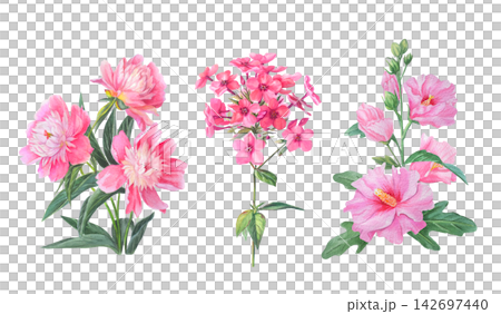 Watercolor pink peony, phlox and mallow flower branch with green leaves and buds. Hand drawn botanical illustration isolated on white background.  142697440
