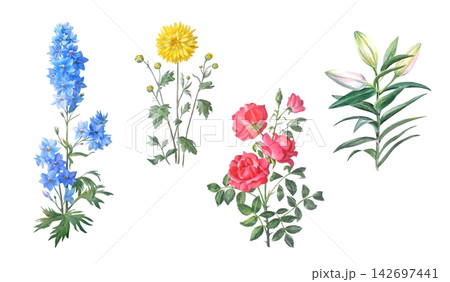 Watercolor blue delphinium, yellow chrysanthemum, red rose and lily flower branch with green leaves and buds. Hand drawn botanical illustration isolated on white background. Realistic detailed drawing Watercolor blue delphinium, yellow chrysanthemum, red rose and lily flower branch with green leaves and buds. Hand drawn botanical illustration isolated on white background. Realistic detailed drawing 142697441