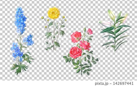 Watercolor blue delphinium, yellow chrysanthemum, red rose and lily flower branch with green leaves and buds. Hand drawn botanical illustration isolated on white background. Realistic detailed drawing Watercolor blue delphinium, yellow chrysanthemum, red rose and lily flower branch with green leaves and buds. Hand drawn botanical illustration isolated on white background. Realistic detailed drawing 142697441