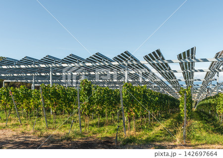 Agrivoltaic solar panels above vineyard rows in the Kaiserstuhl wine region, Germany. Agrivoltaic solar panels above vineyard rows in the Kaiserstuhl wine region, Germany. 142697664