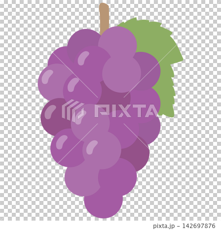 Grapes (purple, with leaves) - Illustration of an autumn delicacy Grapes (purple, with leaves) - Illustration of an autumn delicacy 142697876