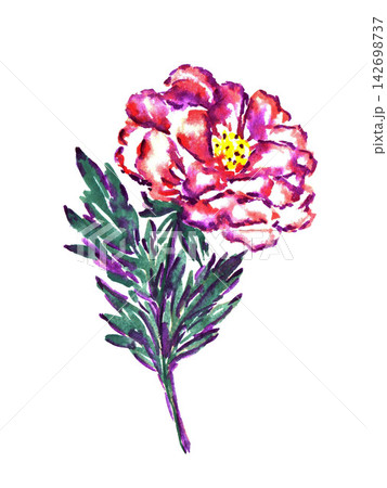 Hand drawn watercolor beautiful blossoming peony flower with pink-purple petals, stem and green leaves isolated on white background. For the decor of spring holidays, cards, prints of clothes. 142698737