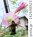 花の蜜を吸うオオスカシバ 142698923