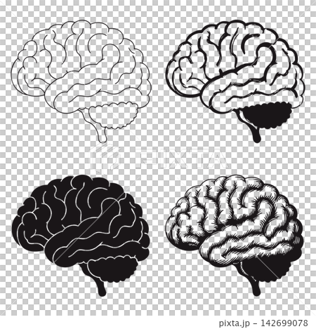 The image shows four different black-and-white vector illustrations of a human brain in pro 142699078