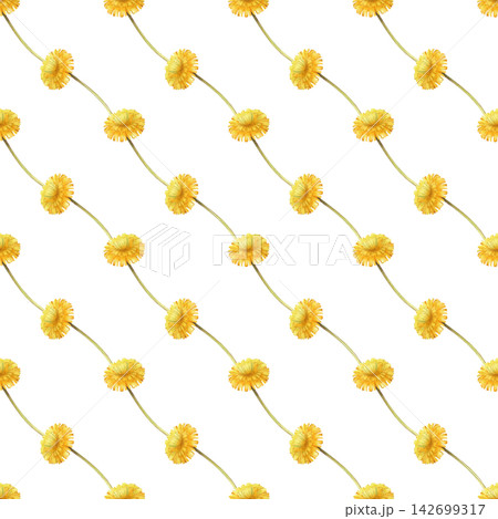 Watercolor diagonal seamless pattern with vibrant yellow dandelion blossoms arranged on long stems. Botanical drawing on a isolated background, for summer textile, floral packaging, wallpaper, and Watercolor diagonal seamless pattern with vibrant yellow dandelion blossoms arranged on long stems. Botanical drawing on a isolated background, for summer textile, floral packaging, wallpaper, and 142699317