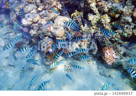 nice coral reef in the Egypt, Safaga 142699937