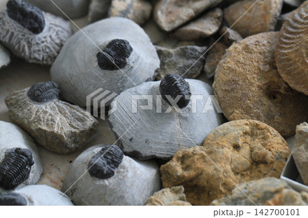 trilobite fossil collection 142700101