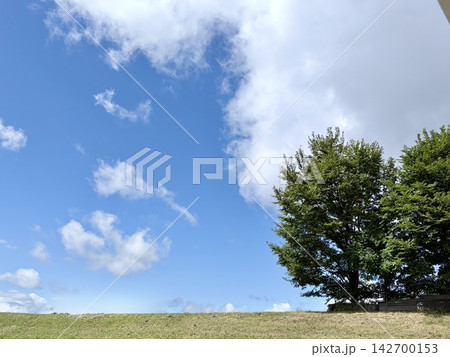 青空と大きな木の風景 青空と大きな木の風景 142700153
