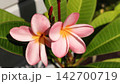 沖縄のプルメリアの花 沖縄のプルメリアの花 142700719