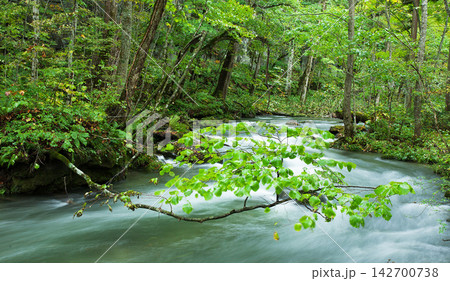 forest in the spring 142700738