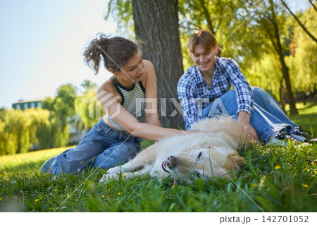 Playful couple rubs golden retriever rolling happily on grass Playful couple rubs golden retriever rolling happily on grass 142701052