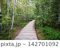 Curving wooden eco trail crossing birch and pine forest during early autumn season path 142701092