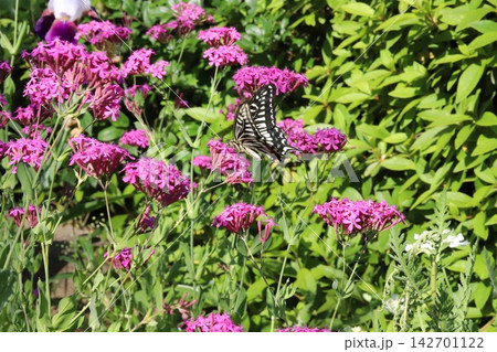 春の公園の花畑に咲くムシトリナデシコの花の蜜を吸うナミアゲハ（アゲハチョウ属） 142701122