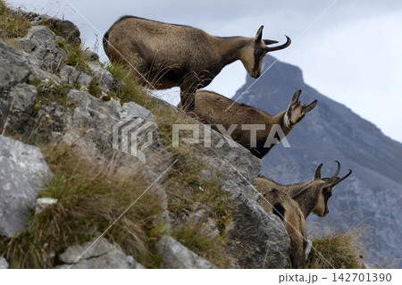 Herd of Chamois in the Karwendel Mountains in Austria 142701390