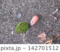 道路に落ちたどんぐり 142701512