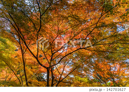 紅葉したモミジ 紅葉したモミジ 142701627