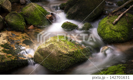 water in the forest water in the forest 142701631