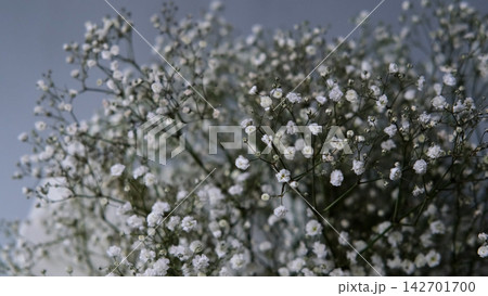 Gypsophila paniculata flowers in a bouquet Gypsophila paniculata flowers in a bouquet 142701700