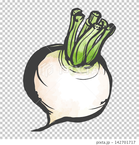 A hand-drawn brushstroke style illustration of a white turnip A hand-drawn brushstroke style illustration of a white turnip 142701717