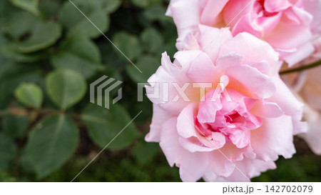 淡いピンクのバラの花 薔薇 クローズアップ 142702079