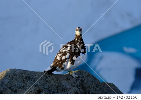 【5月】雷鳥(雄) 撮影場所:みくりが池付近(立山室堂) 【5月】雷鳥(雄) 撮影場所:みくりが池付近(立山室堂) 142702150