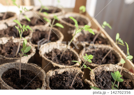Tomato seedlings growing in peat pots for gardening 142702356