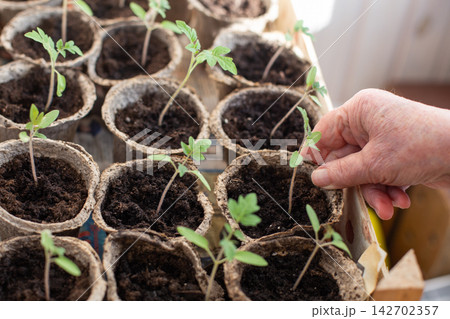 Elderly hand nurturing young plant seedlings in pots 142702357