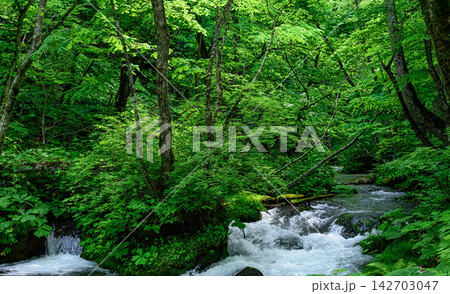 a stream in the forest 142703047